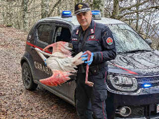 Frontone - Stormo di fenicotteri rosa si schianta sul Catria, due sono salvi